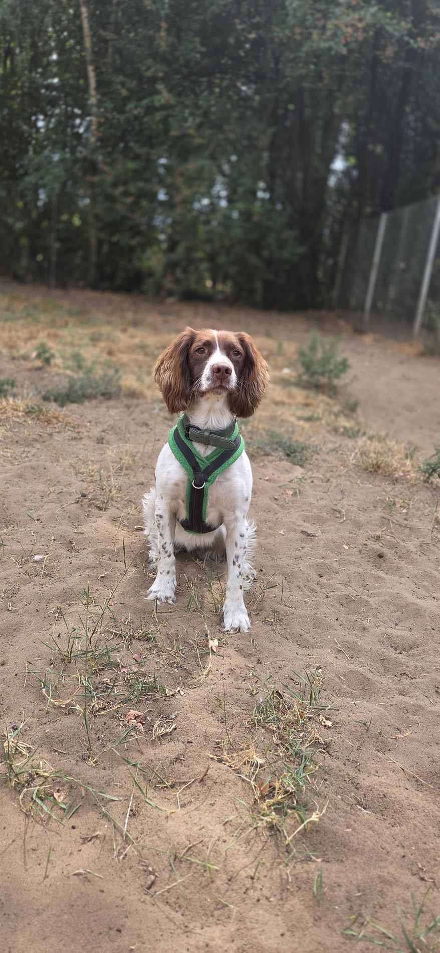 Calm spaniel relaxing in a private dog exercise area