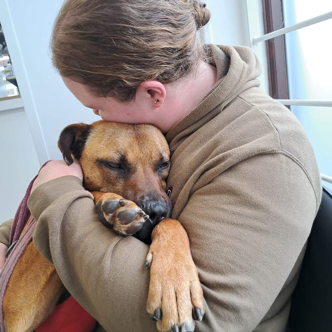 Danielle gently comforting a relaxed dog in her arms