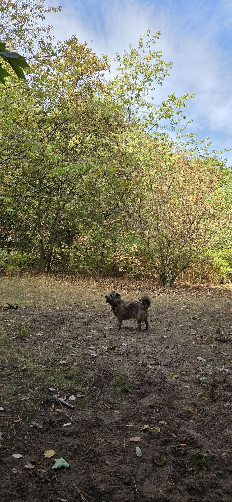 Terrier enjoying a quiet woodland exercise area at Love of Dogs Boarding